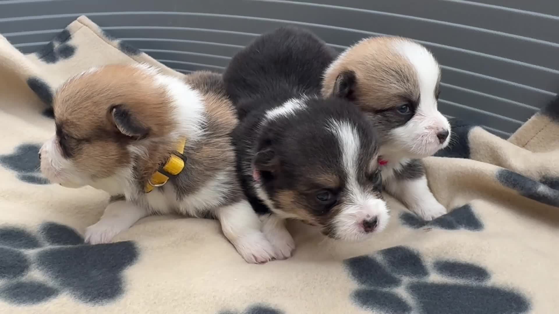 Welsh Corgi Pembroke dogs for sale: Kc pembroke corgi puppies - Video 3