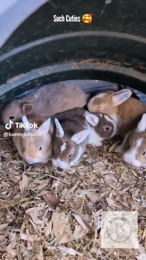 Mixed Breed rabbits for sale: Beautiful bunnies to reserve  - Video 2