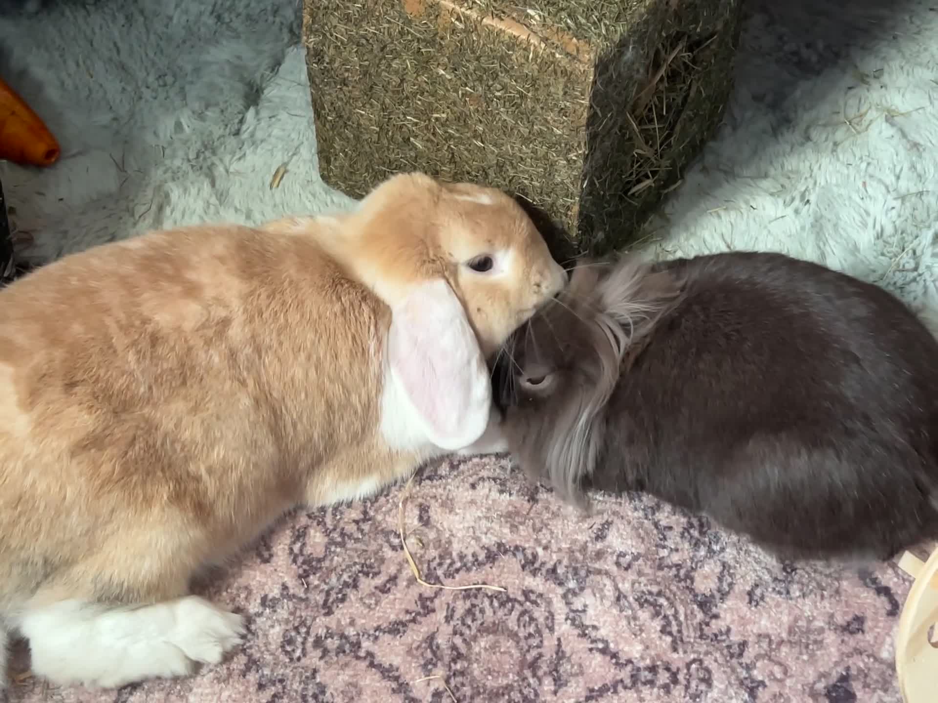 Mixed Breed rabbits for sale: Bonded male and female rabbits for forever home - Video 1