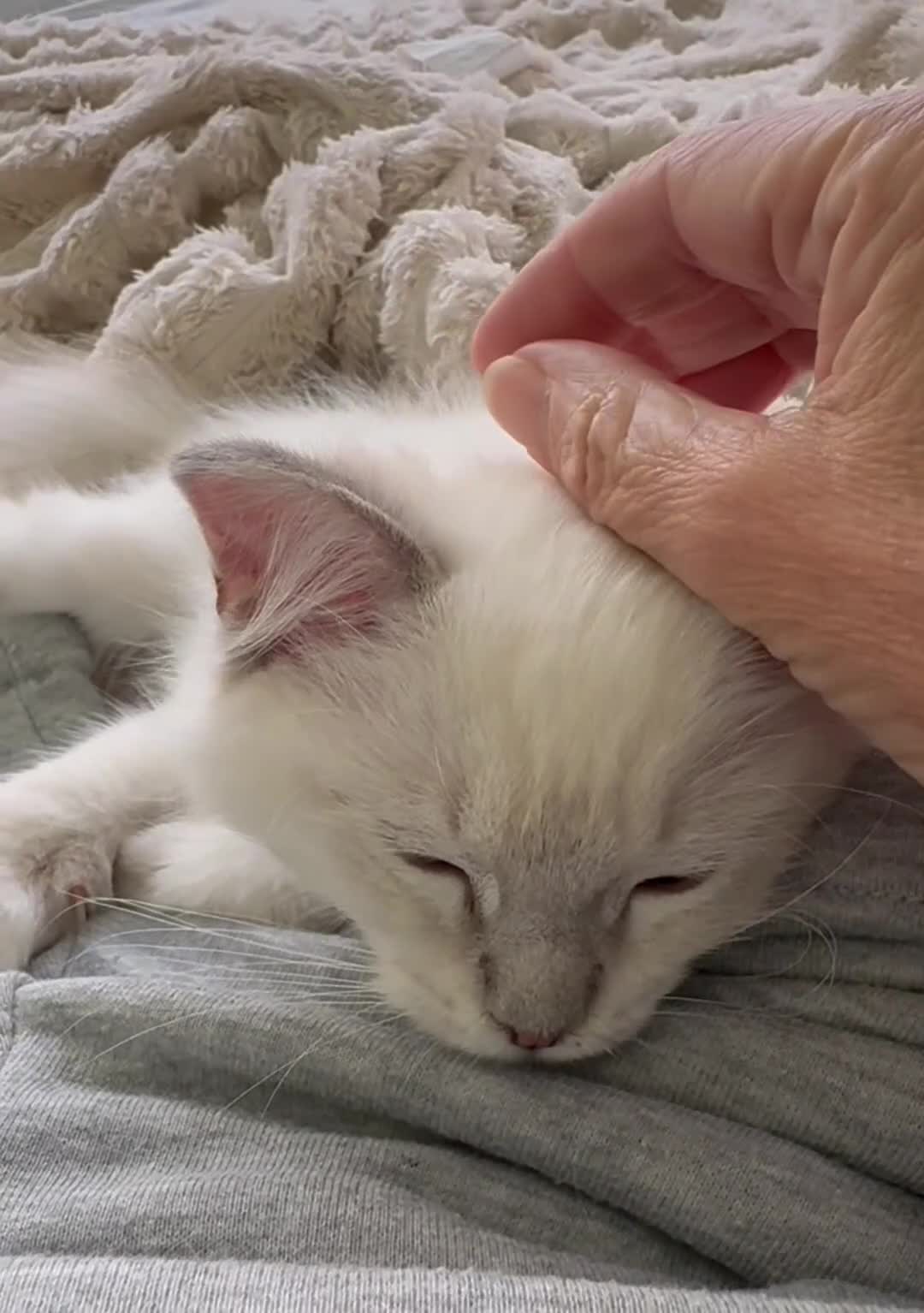 Ragdoll cats for sale: Beautiful TICA registered Ragdoll kittens  - Video 1