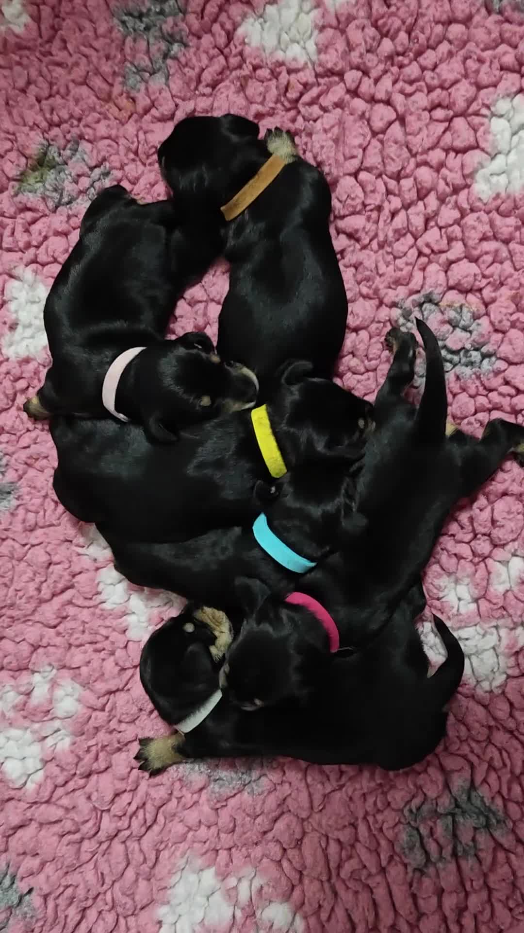 Mixed Breed dogs for sale: Schnoxie puppies  - Video 1