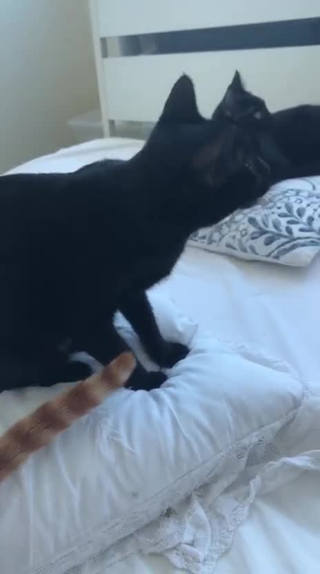 Mixed Breed cats for adoption: ROXY ELLA HEALTHY KITTEN GIRLS SOAYED  VACCINATED  - Video 2