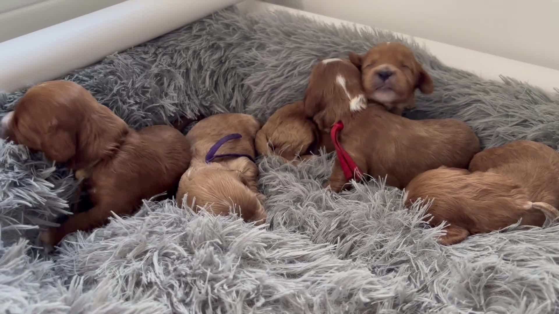 Cavapoo dogs for sale: Gorgeous F1 Cavapoo puppies. Health tested parents - Video 1