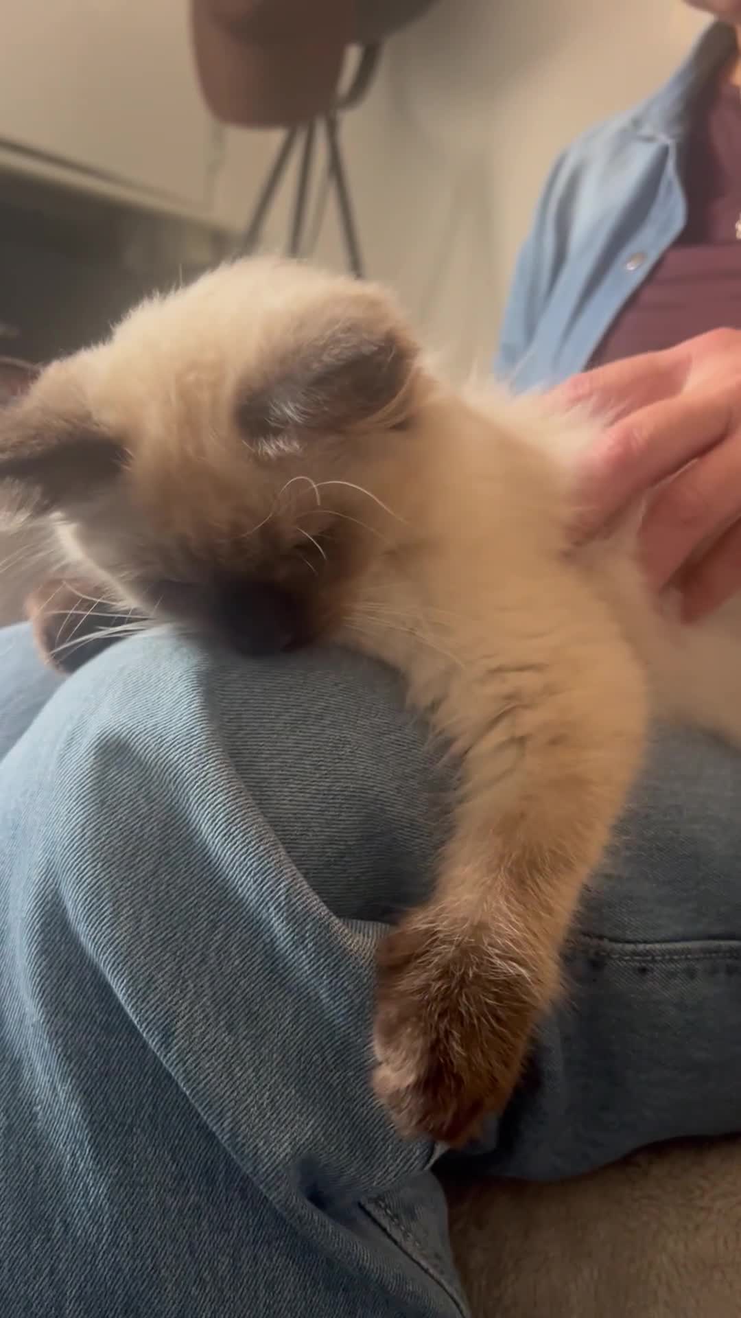Ragdoll cats for sale: 1 LOVING RAGDOLL BOY is WAITING FOR LOVING HOME - Video 3
