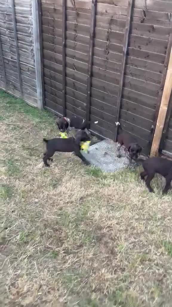 German Shorthaired Pointer dogs for sale: Beautiful KC GSP Puppies - Video 2