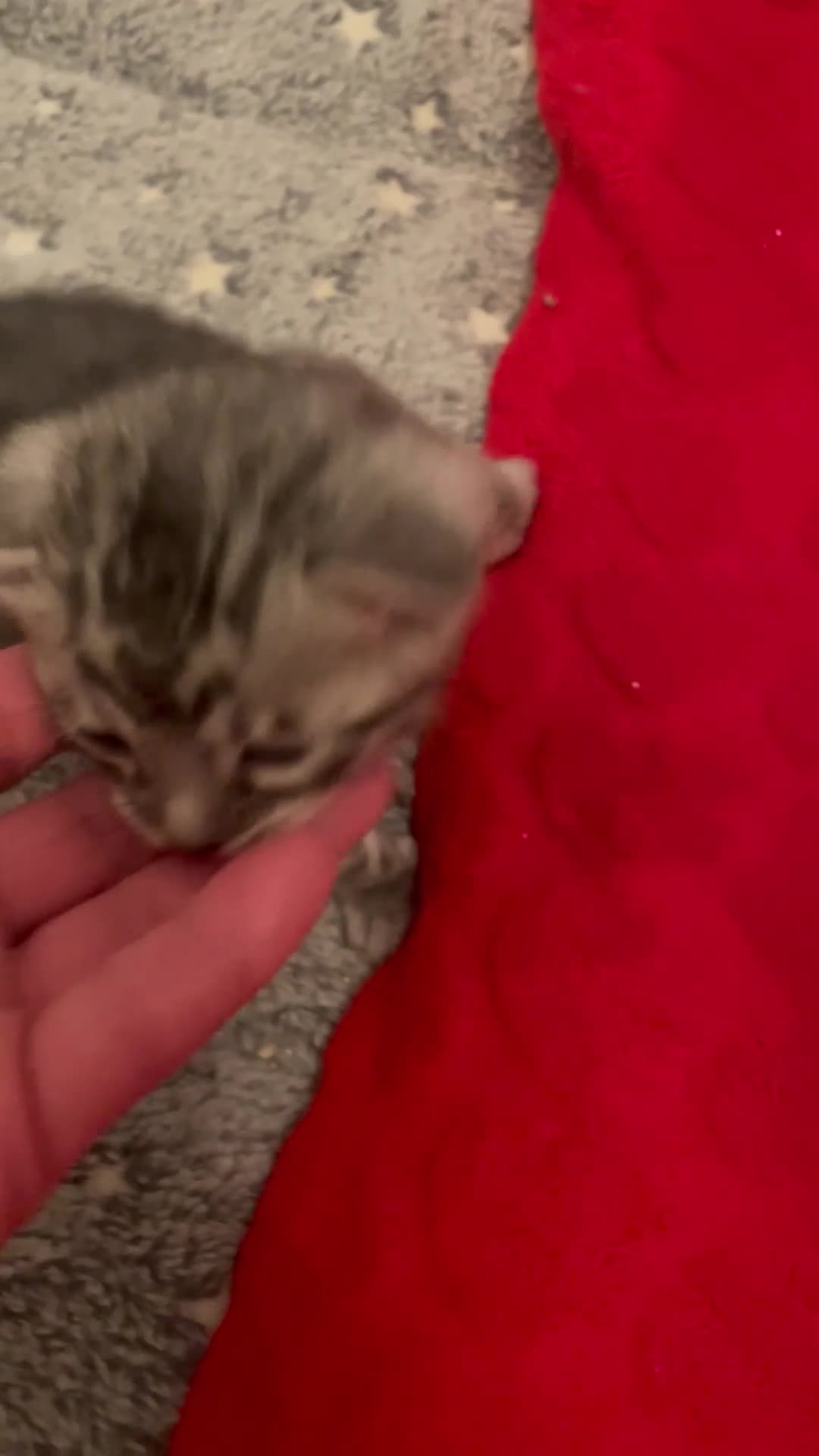 Bengal cats for sale: Incredibly beautiful Bengals kittens TICA  - Video 4