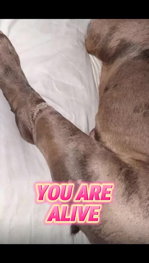 American Bully dogs for adoption: Rescued Blue Merle pocket bully  - Video 1