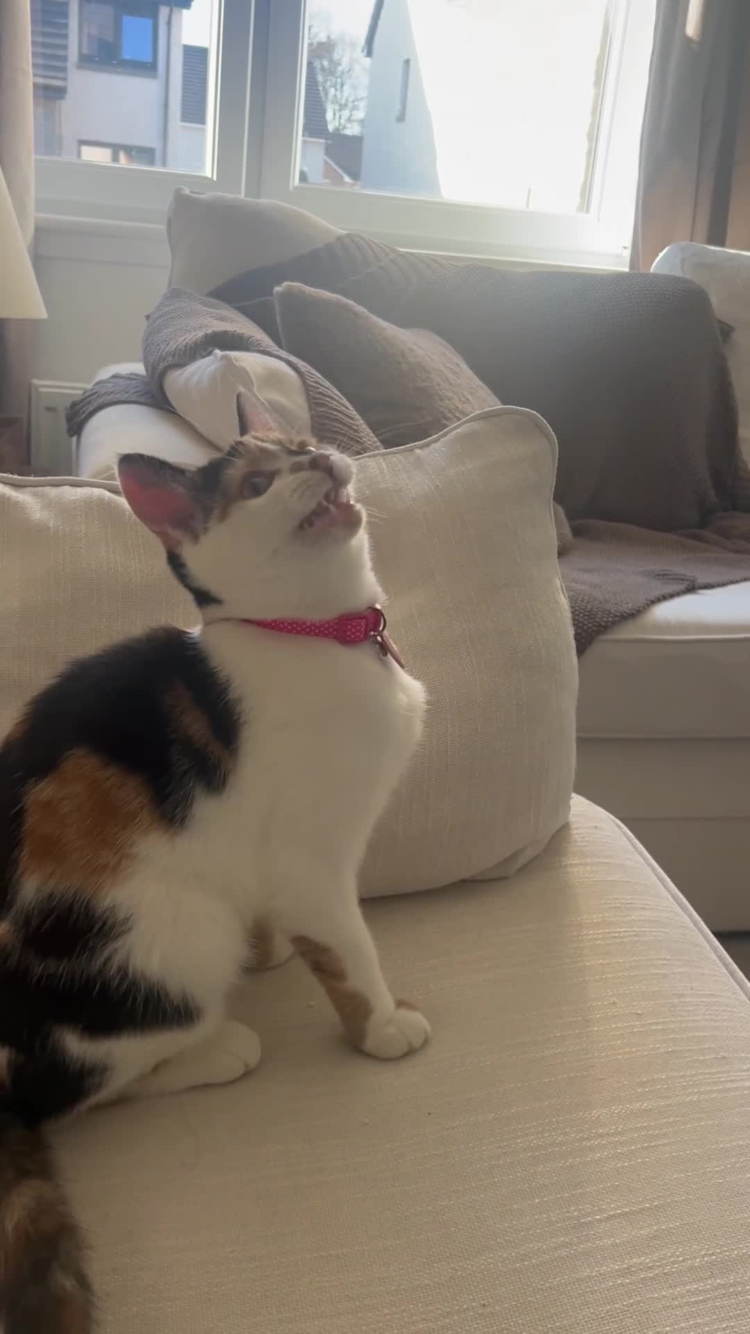 Mixed Breed cats for sale: Beautiful calico cat  - Video 1