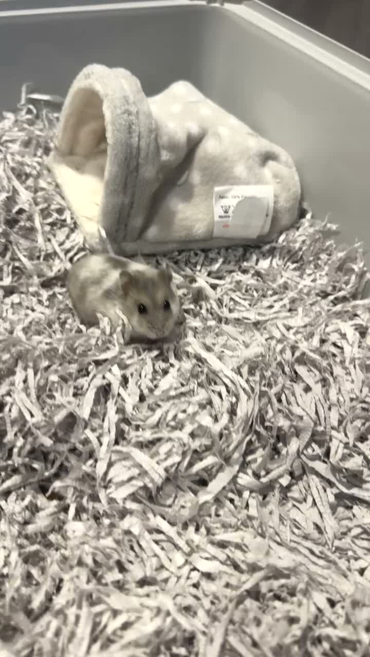 Hamster rodents for sale: Coco  in Mitcham - Video 2