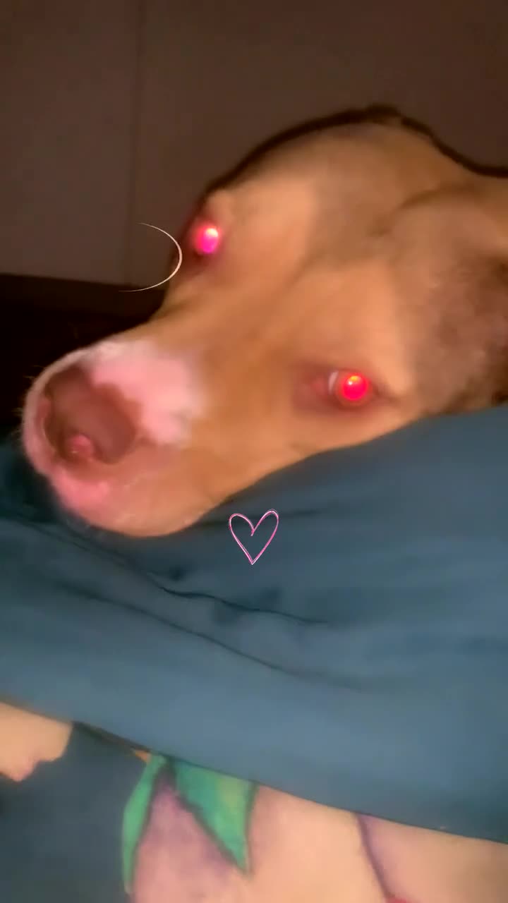 American Bull Staffy dogs for sale: Milly looking for forever home !  - Video 4