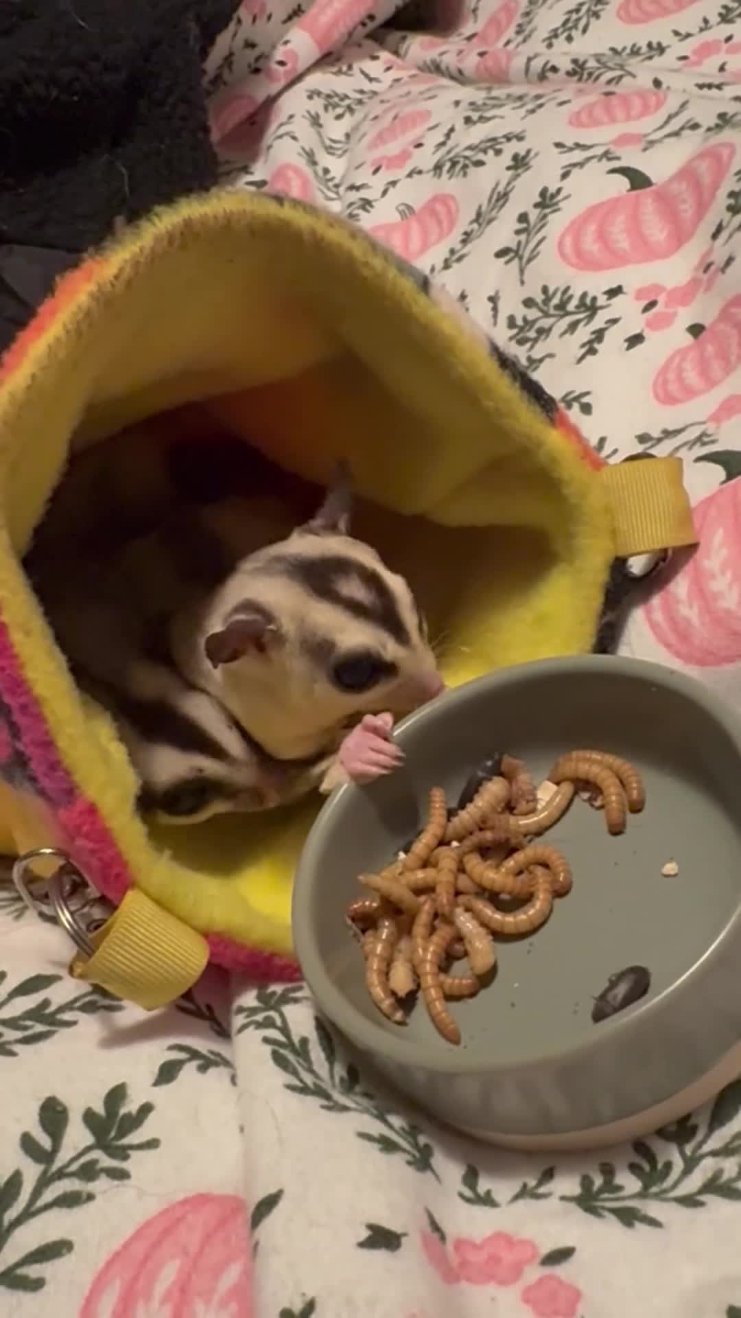 Sugar Glider rodents for sale: Proven pair!  - Video 1