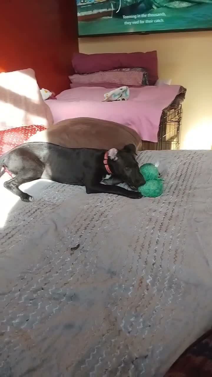 Lurcher dogs for sale: Bedlington grey x bull lurcher pup - Video 1