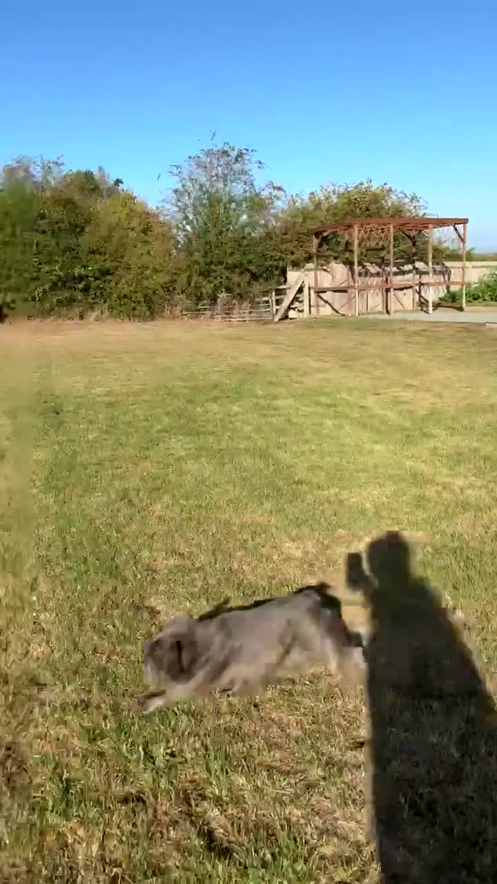 French Bulldog dogs for sale: Beautiful French bulldog  - Video 1