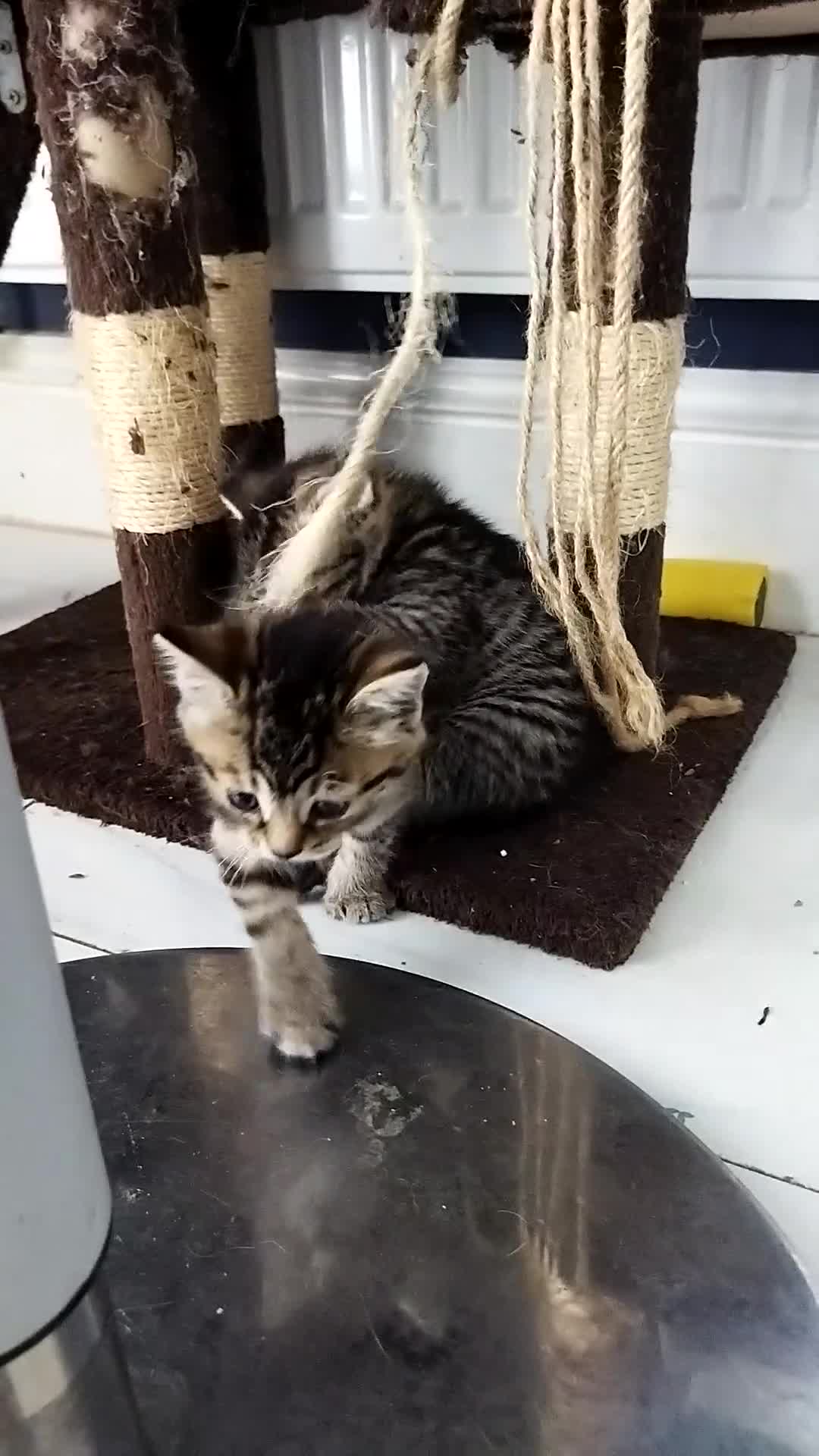 Mixed Breed cats for sale: Lovely kitten ready  for new home  - Video 1