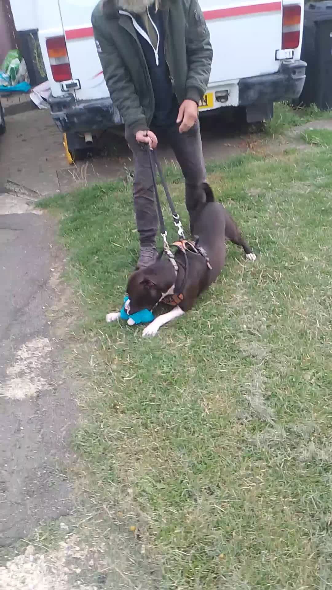 Staffordshire Bull Terrier dogs for adoption: Year old staffie boy available for adoption  - Video 1