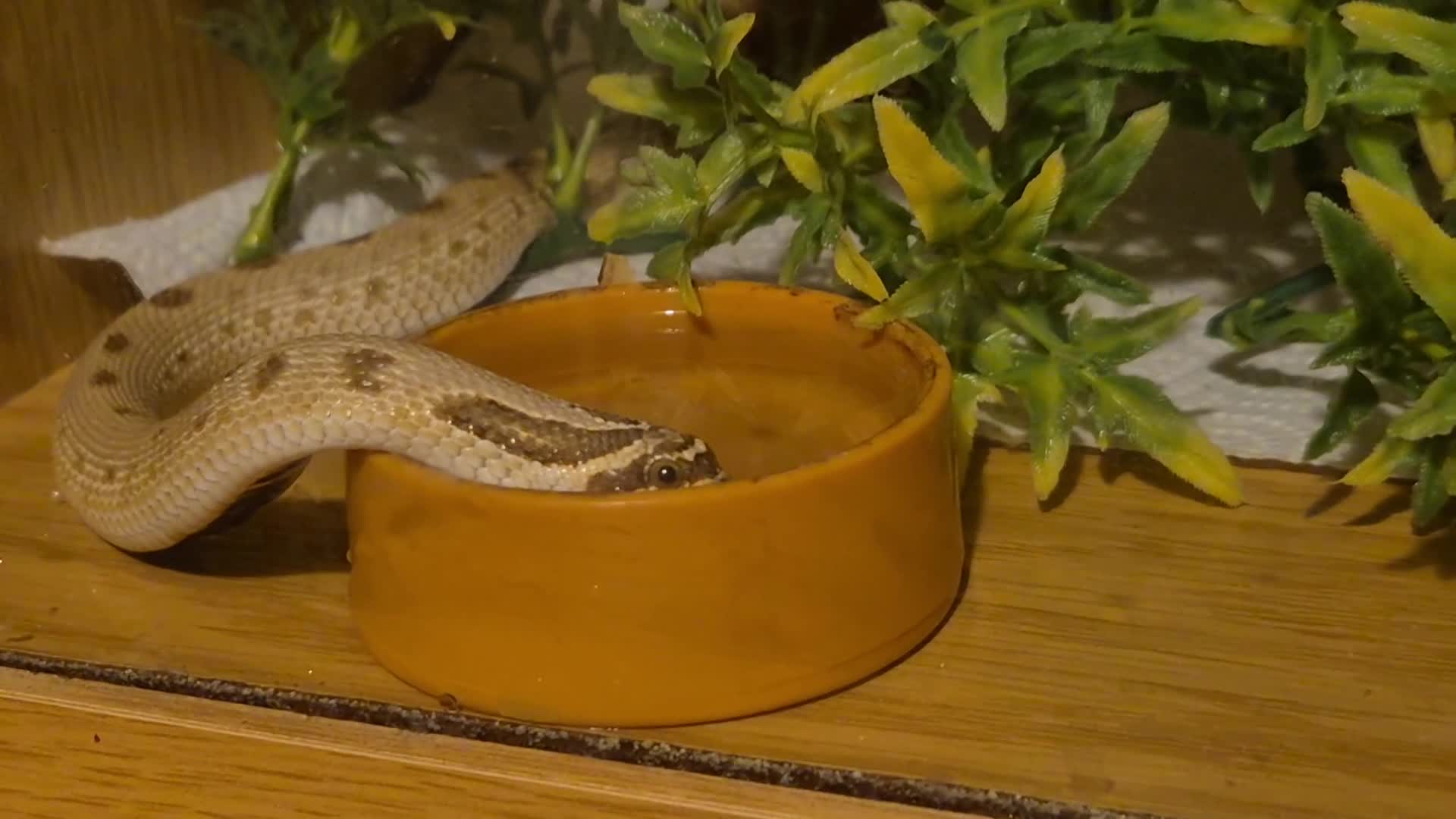 Snake reptiles for sale: Hognose  - Video 1