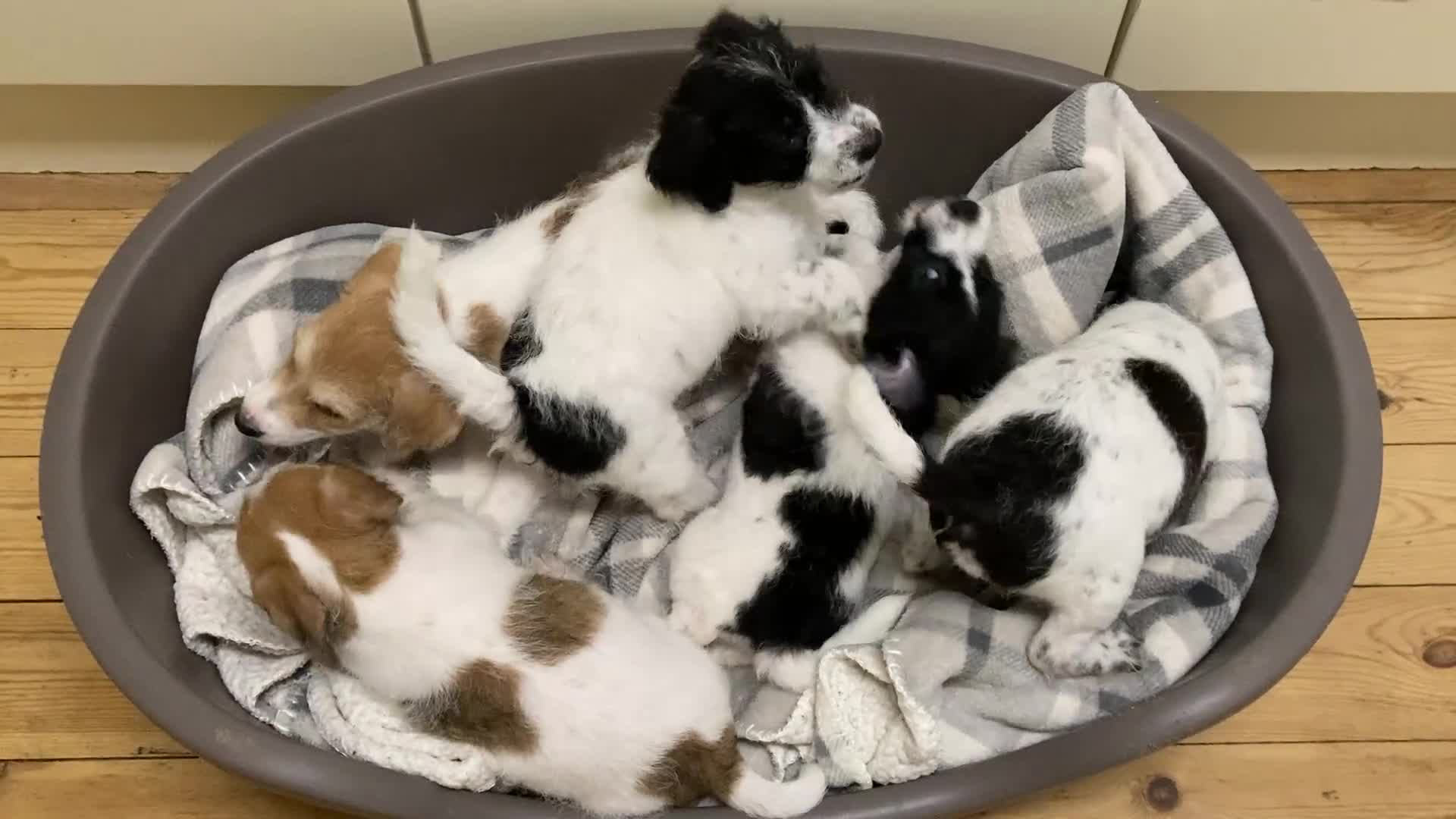 Jackapoo dogs for sale: @@GORGEOUS JACKAPOO PUPPIES@@ - Video 1