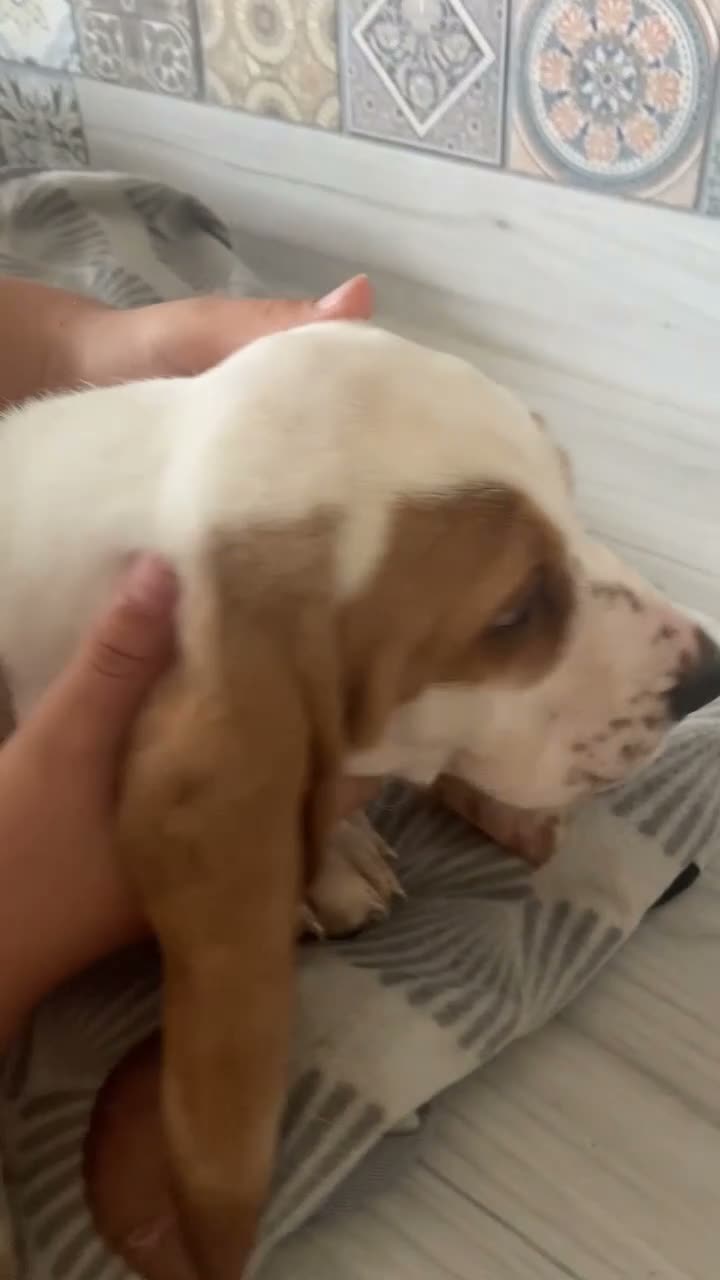 Basset Hound dogs for sale: Now Ready for New Forever Homes - Video 3