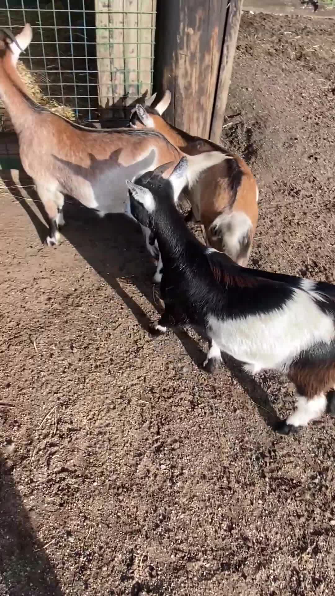 Goats livestock for sale: Beautiful Nanny Kid Pygmy Goats  - Video 2