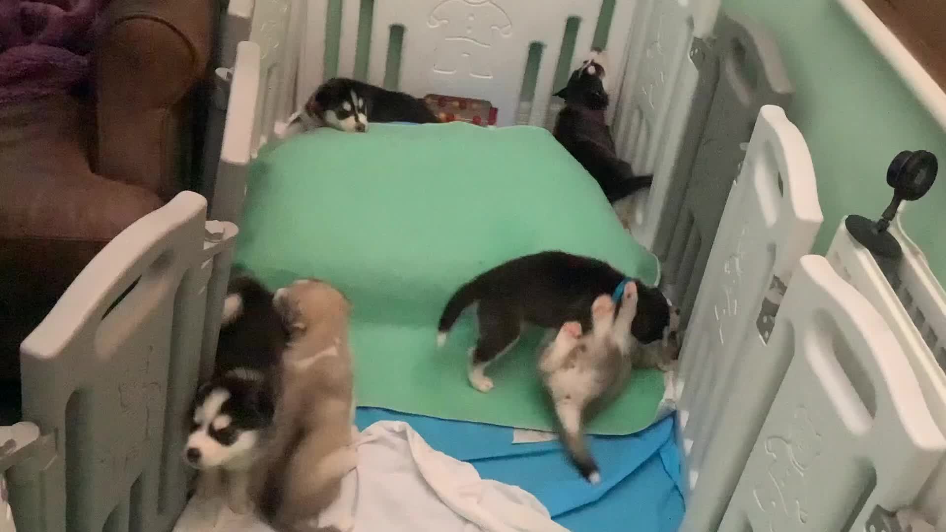 Siberian Husky dogs for sale: Gorgeous husky pups - Video 2