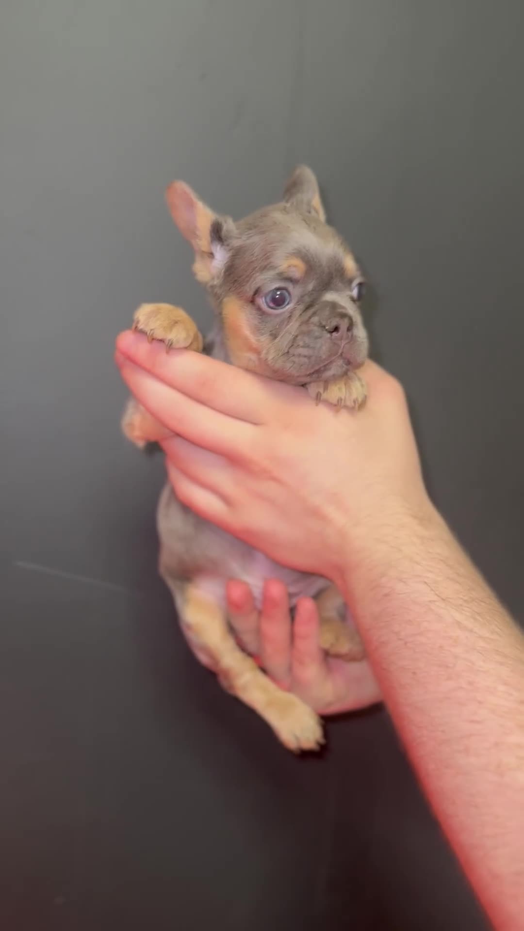French Bulldog dogs for sale: New shade Full Fluffy French bulldog carrying pink - Video 1