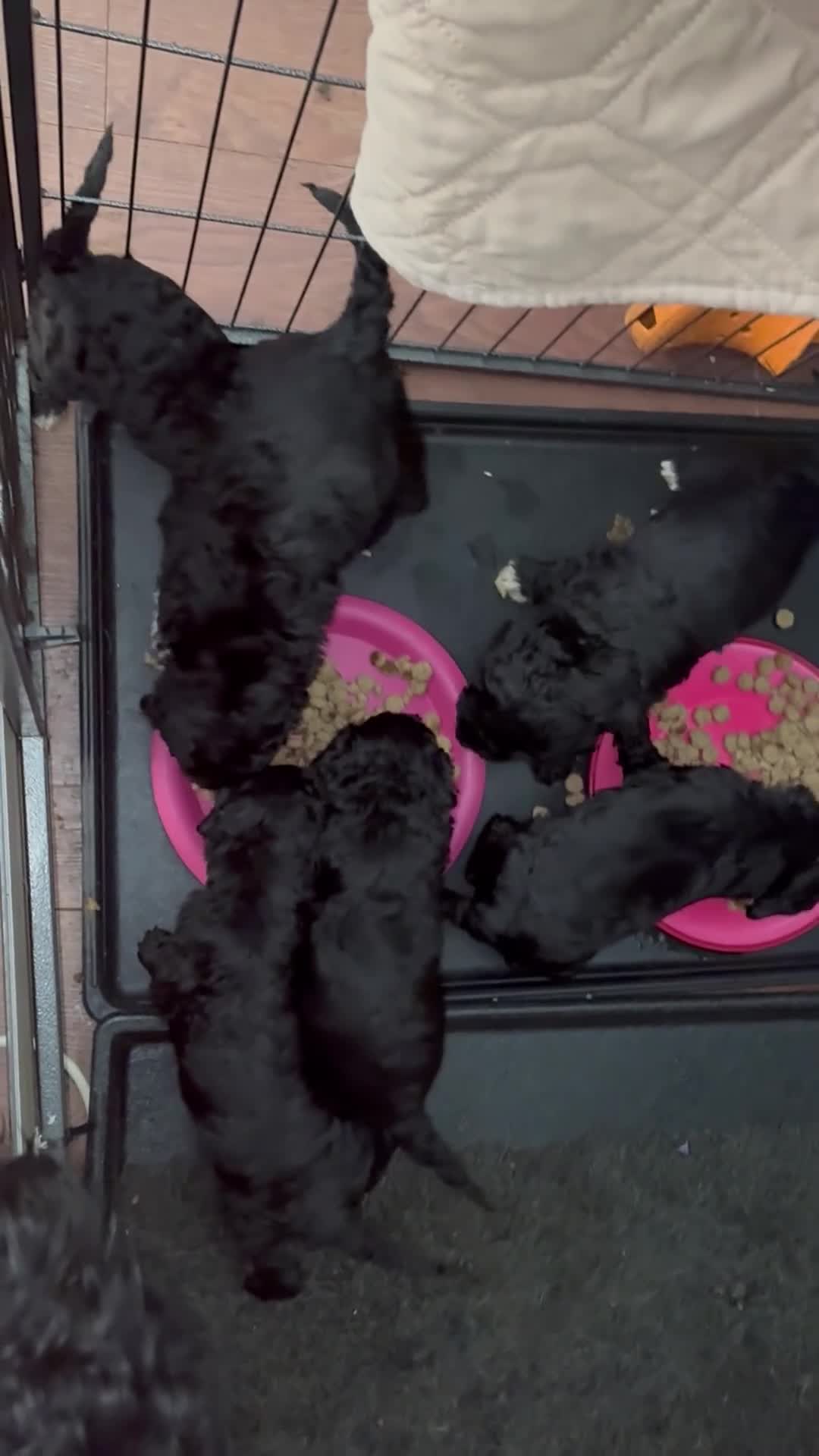 Standard Poodle dogs for sale: SIX STUNNING STANDARD POODLES dad Parti poodle - Video 1