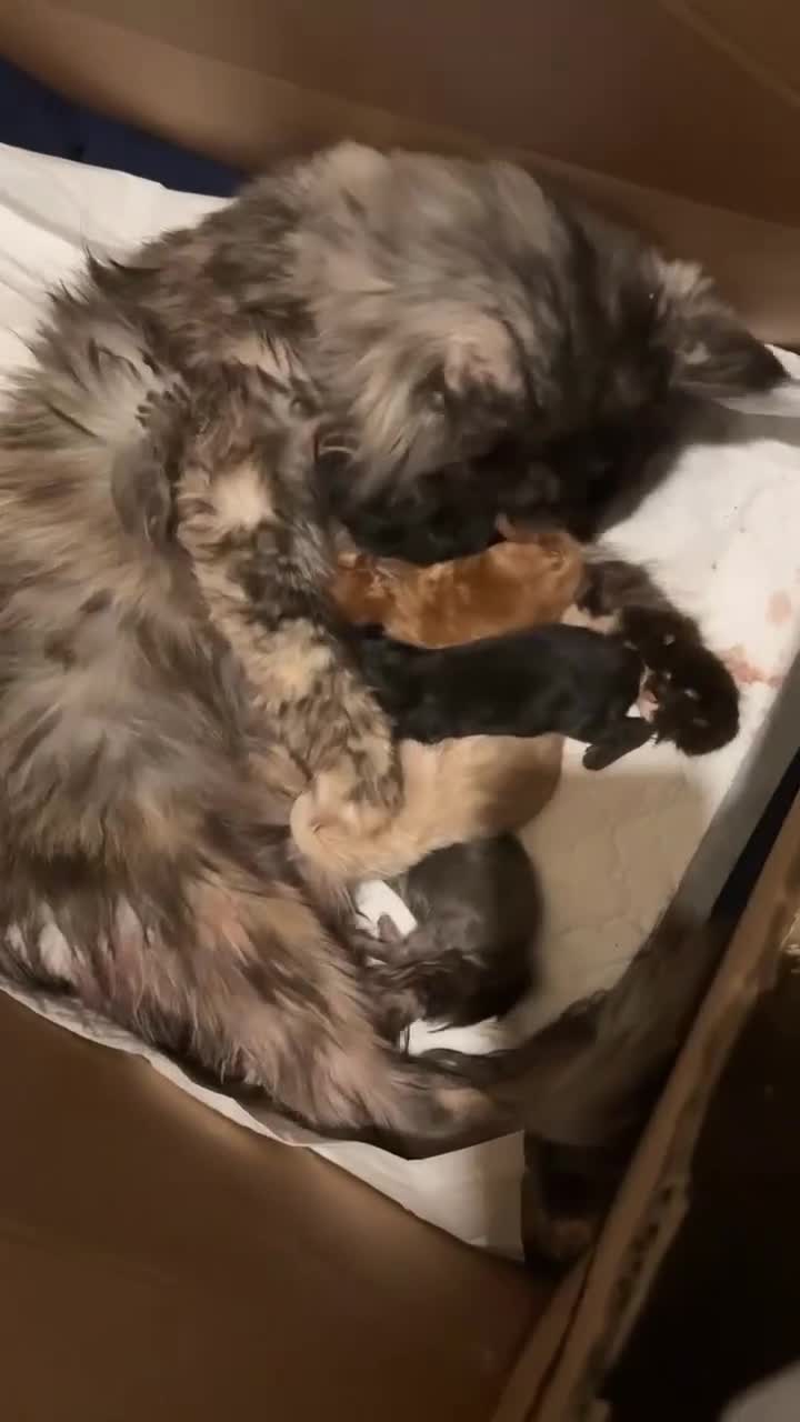 Maine Coon cats for sale: Maine Coon kittens  - Video 1