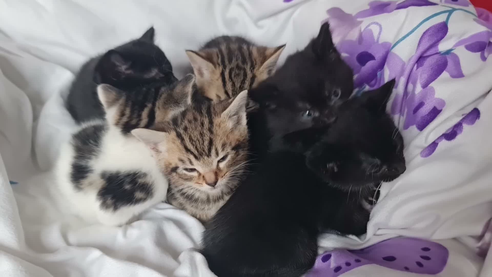 Mixed Breed cats for sale: Adorable & Playful Kittens Raised with Kids  - Video 2