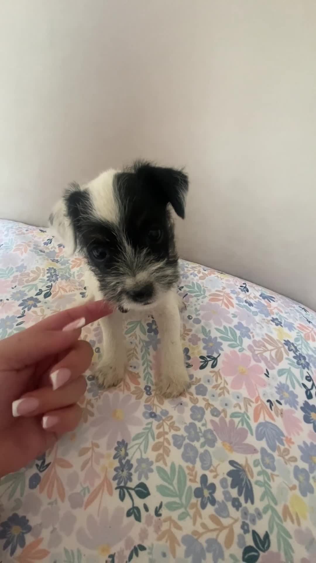Parson Russell dogs for sale: Last 3 remaining parson Russell girls  - Video 2
