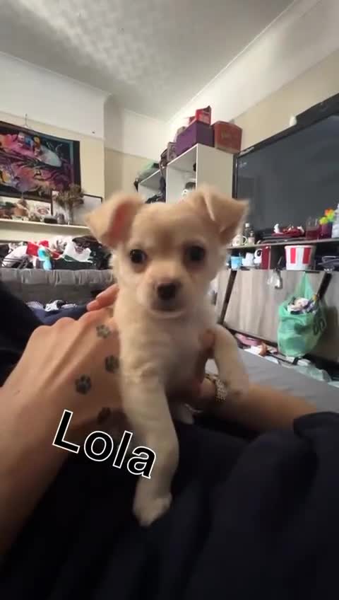 Chihuahua dogs for sale: Long haired chihuahua  - Video 1