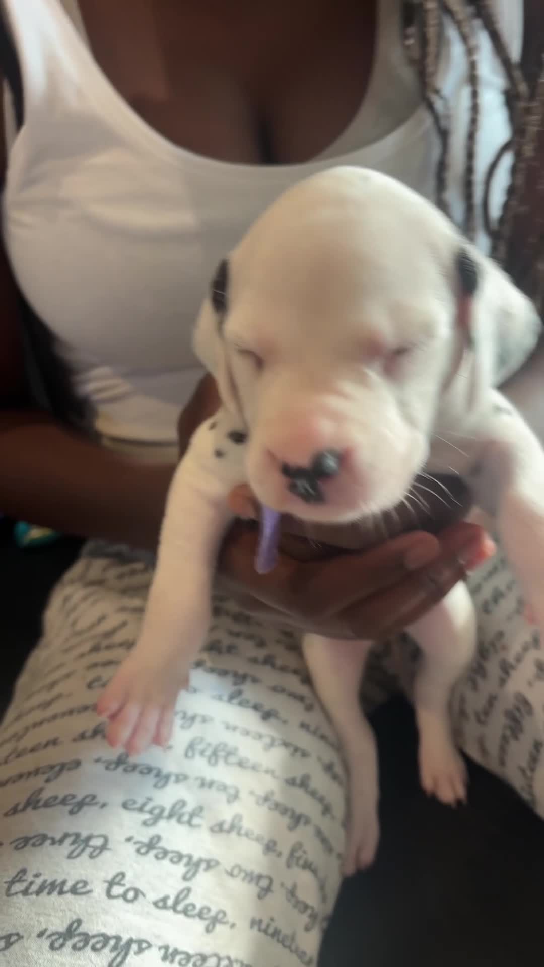 Dalmatian dogs for sale: 🐾 Stunning KC Pedigree Dalmatian Puppies 🐾 - Video 1