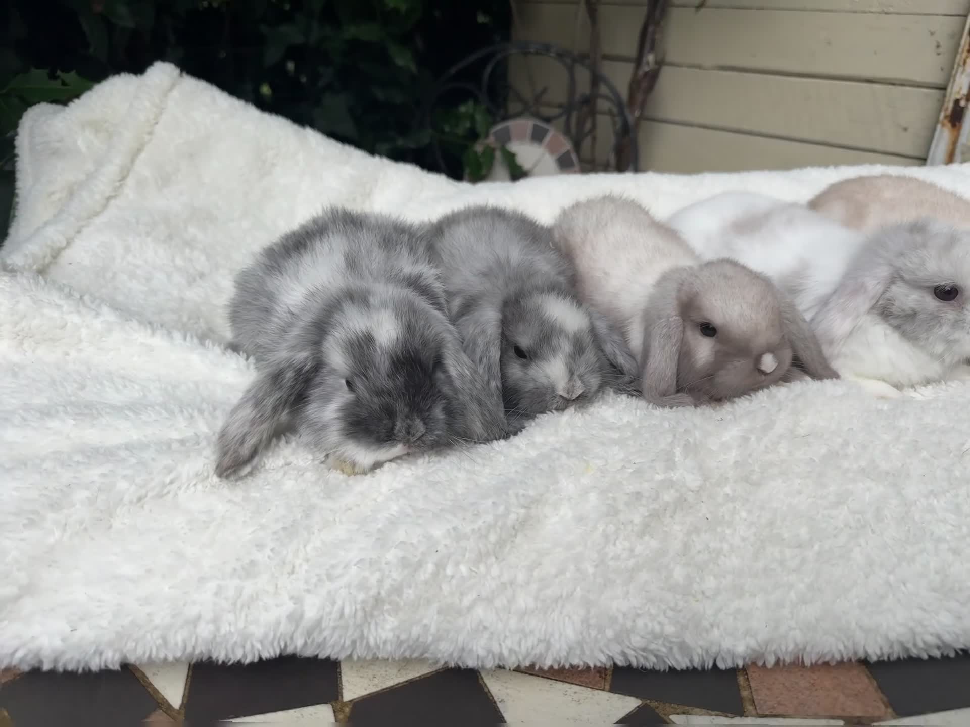Mini Lion Lop rabbits for sale: Gorgeous Mini Lops pedigree rabbits - Video 2