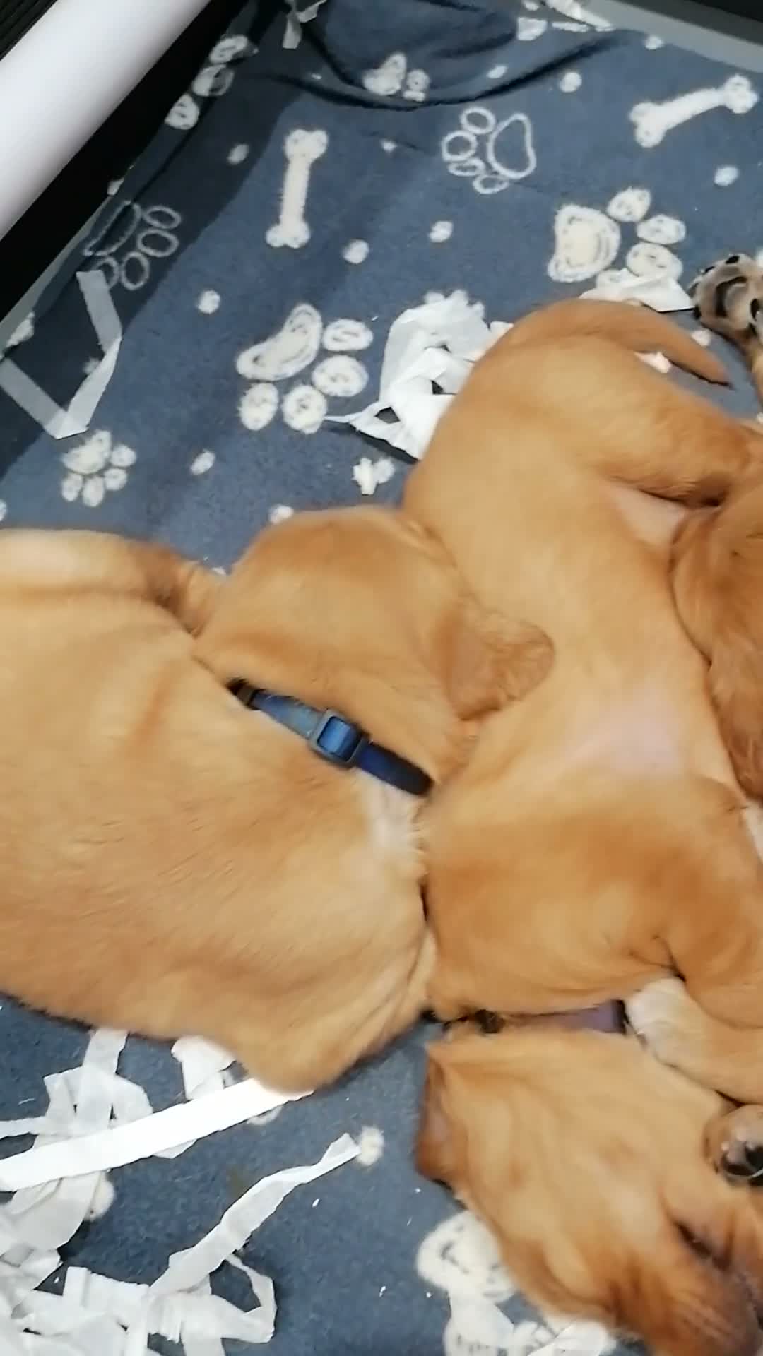 Golden Retriever dogs for sale: Stunning KC registered dark puppies - last 1 boy  - Video 1