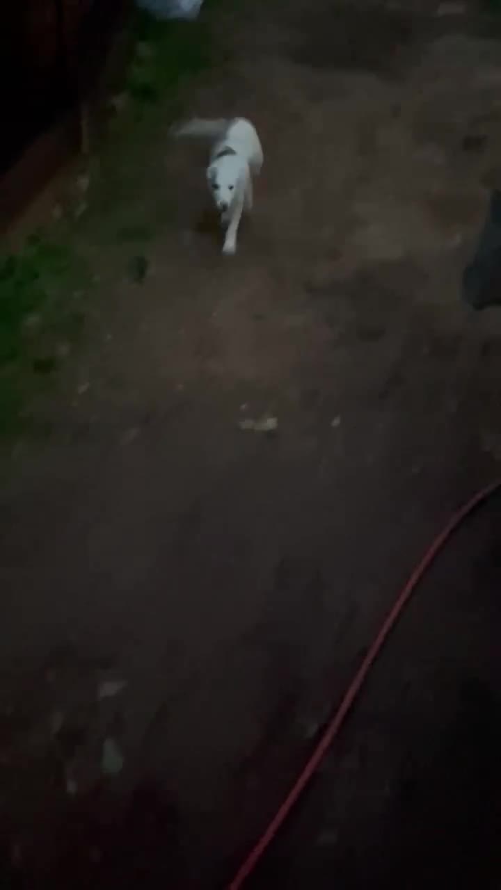 Bearded Collie dogs for sale: Beautiful blue merle border collie pups! - Video 1