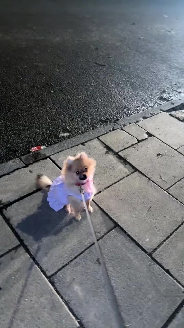 Pomeranian dogs for sale: Well mannered little pup  - Video 1