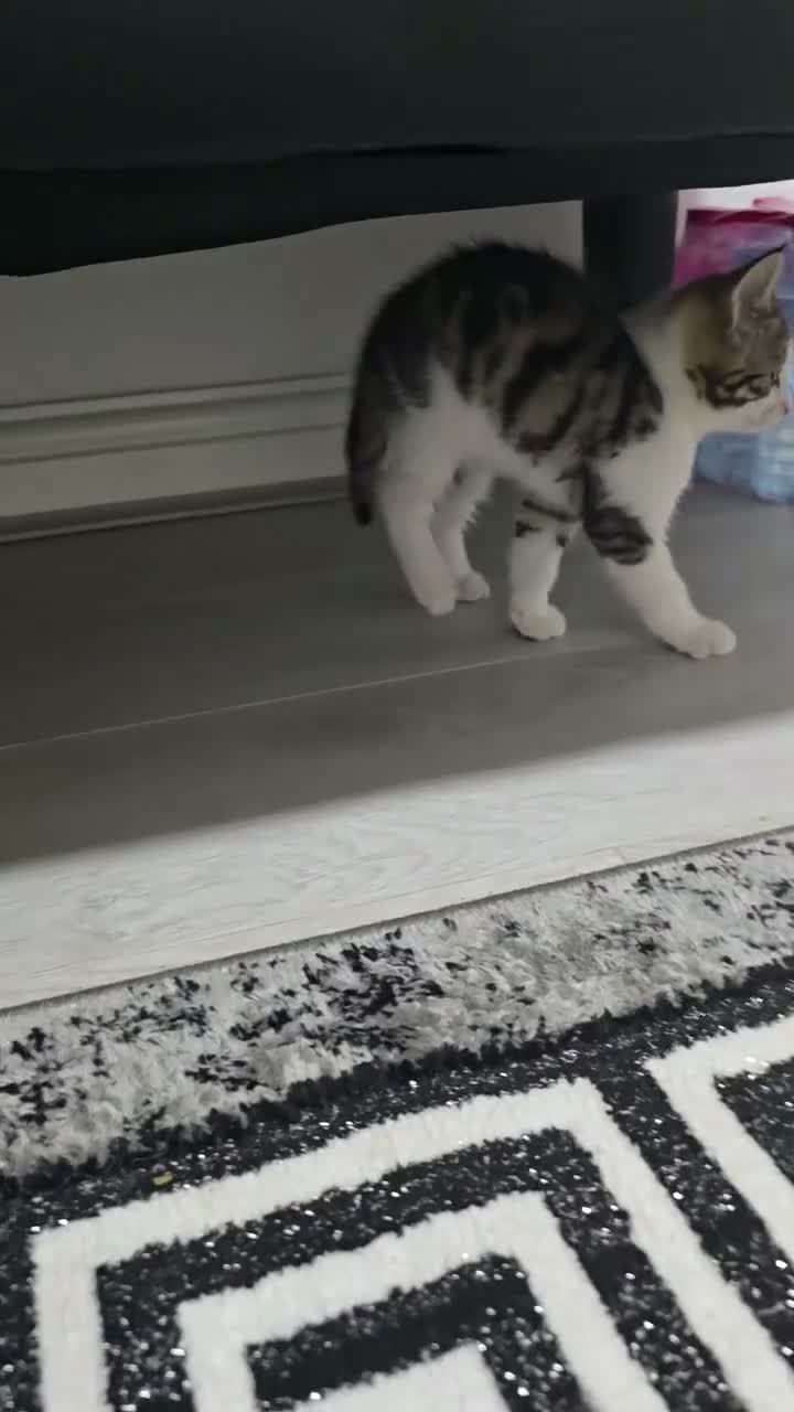 Mixed Breed cats for sale: 37 Warren Road in Stockport - Video 1