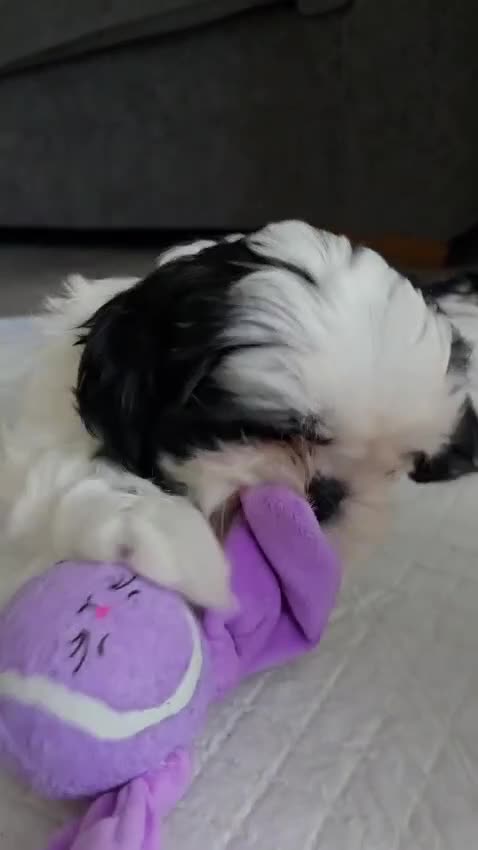 Shih Tzu dogs for sale: Last two puppies from liter 🐶🐶 - Video 4