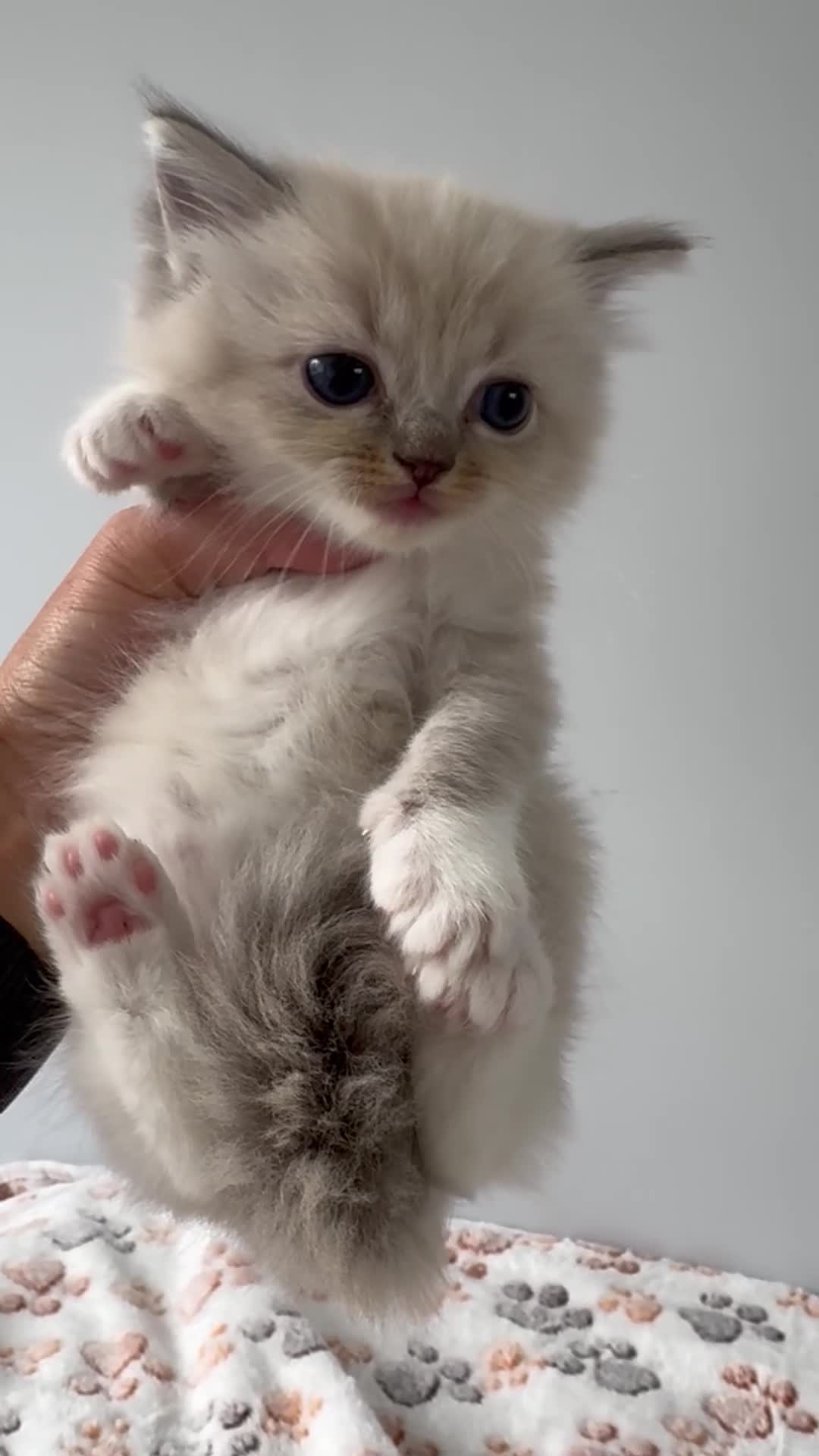 Ragdoll cats for sale: Full pedigree Champion line Ragdoll kittens ❤️😻 - Video 1