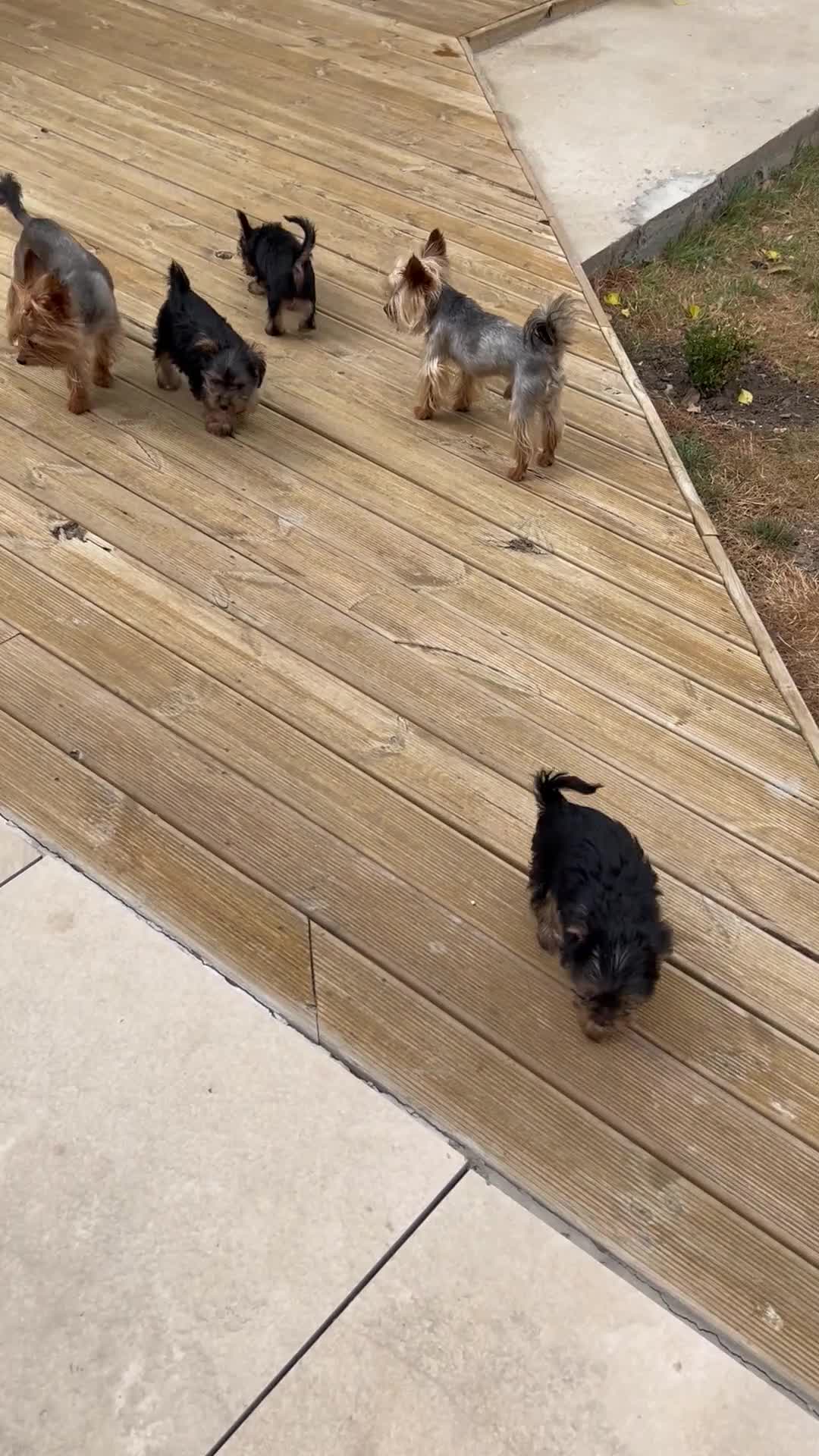 Yorkshire Terrier dogs for sale: Tiny Yorkshire terrier puppies  - Video 1