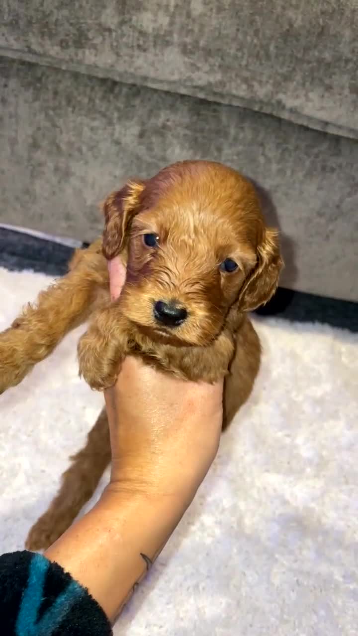 Cockapoo dogs for sale: 🌟 Reserved 🌟 - Video 1