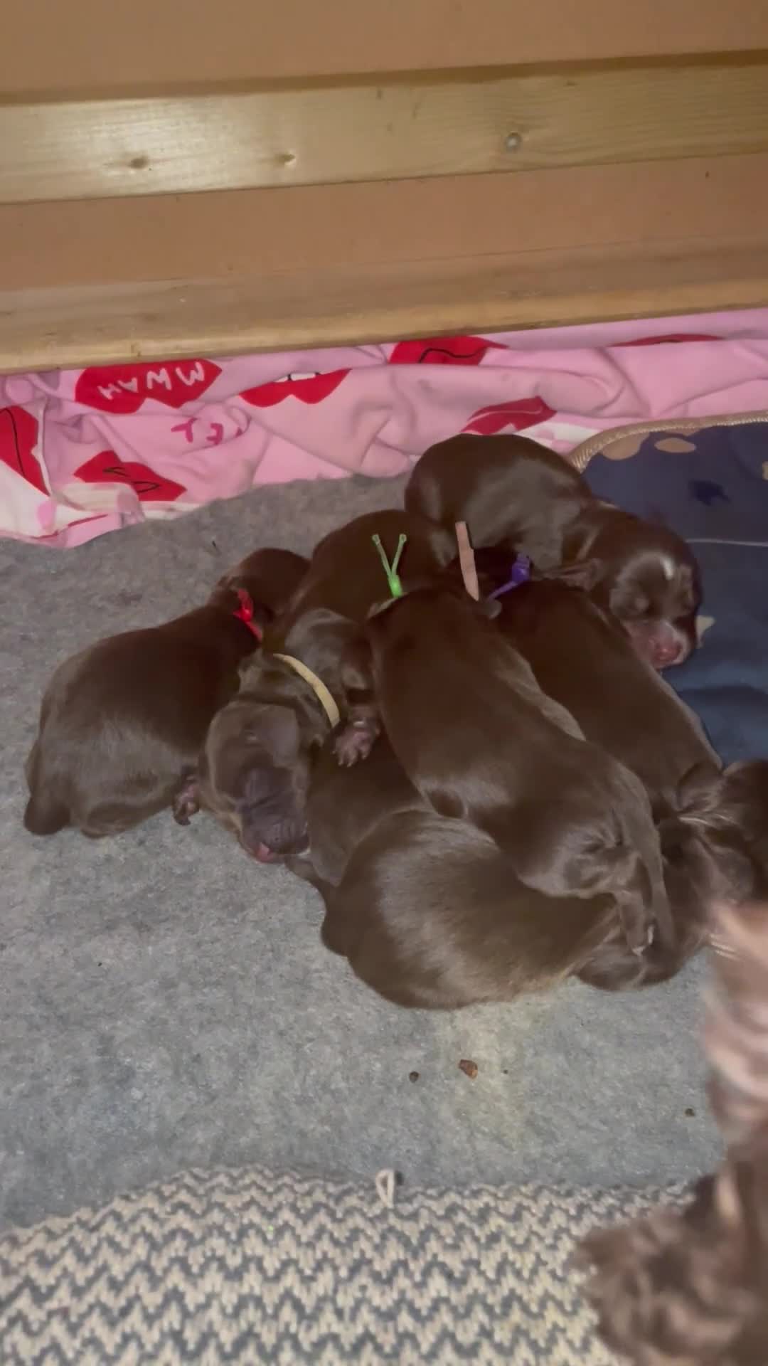 Sprocker dogs for sale: Chocolate brown Sprockers - Video 1
