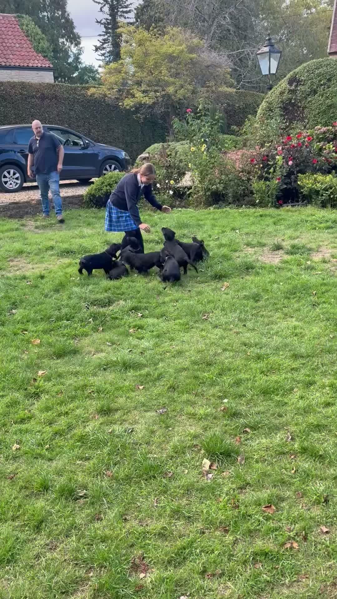 Labrador Retriever dogs for sale: Stunning KC Black Labrador Puppies- 2 boys/1 girl  in Sherborne - Video 1