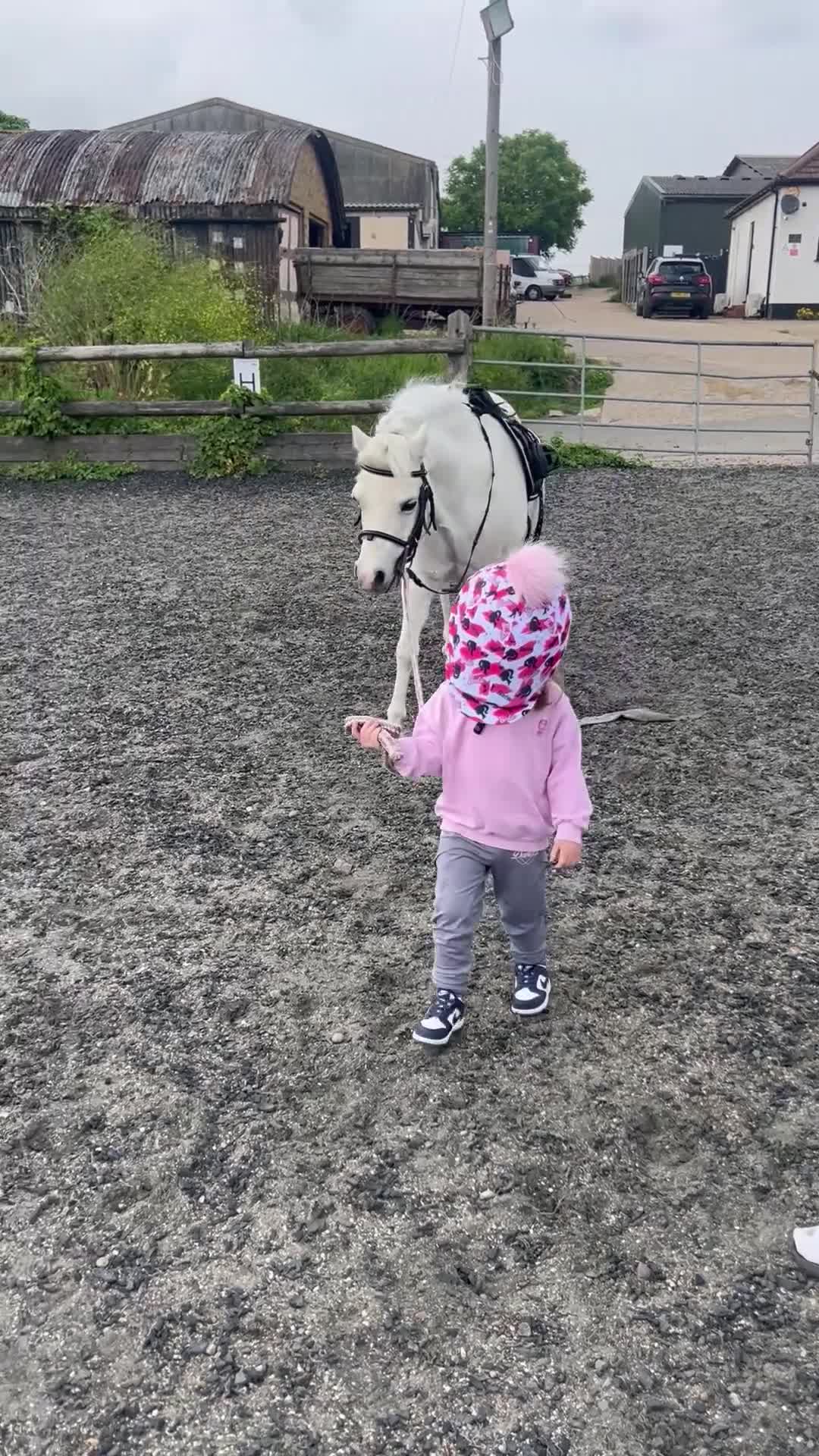 Welsh Section A horses for sale: LEAD REIN PONY  - Video 3