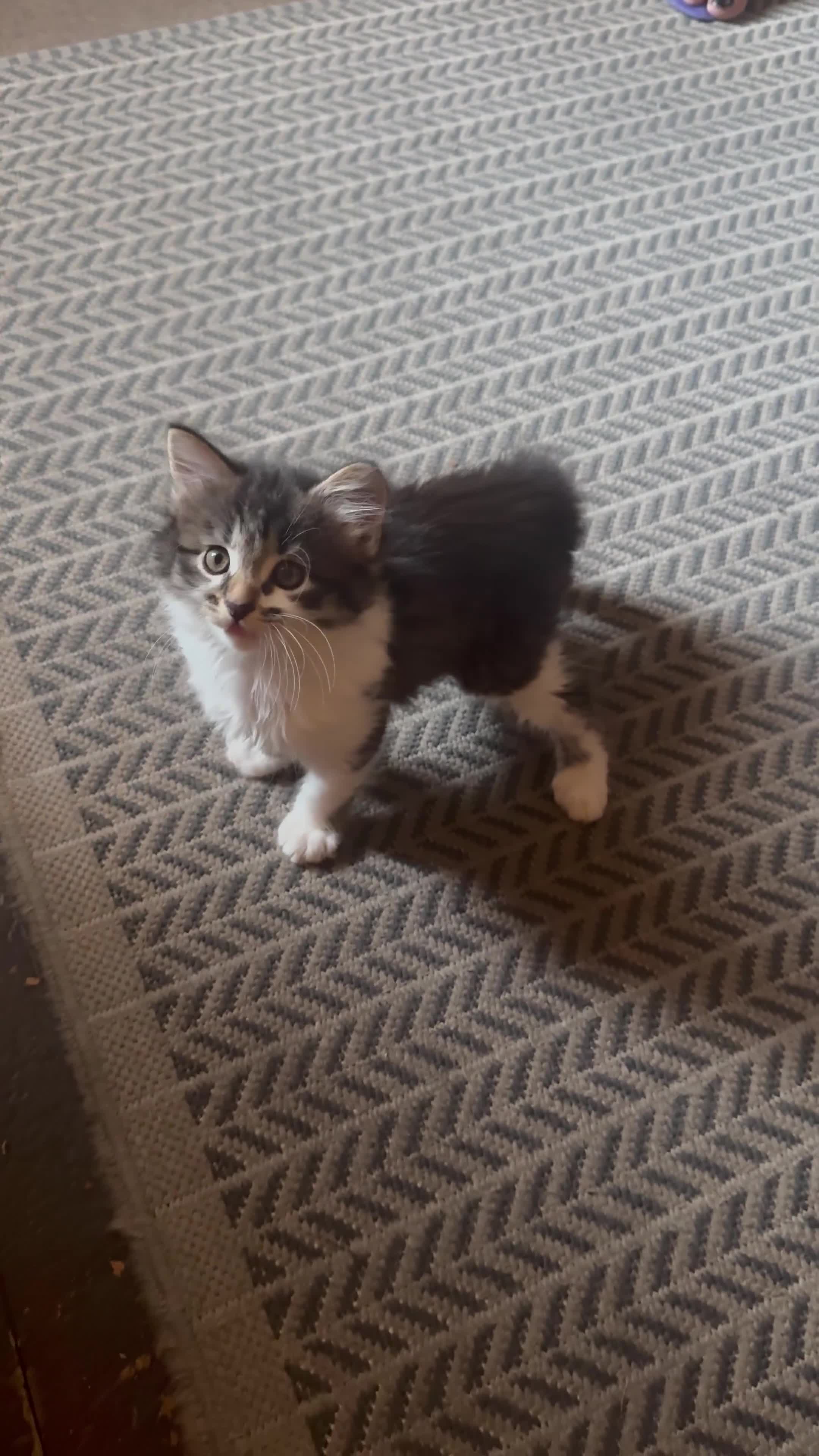 Mixed Breed cats for sale: Female Kittens Looking for Their Forever Homes - Video 3