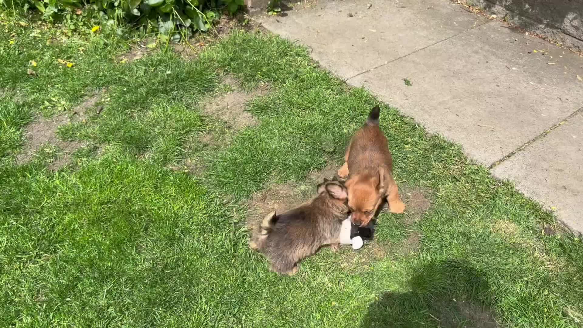 Mixed Breed dogs for sale: Exceptional Norfolk terrier x jrt pups ready now  - Video 1
