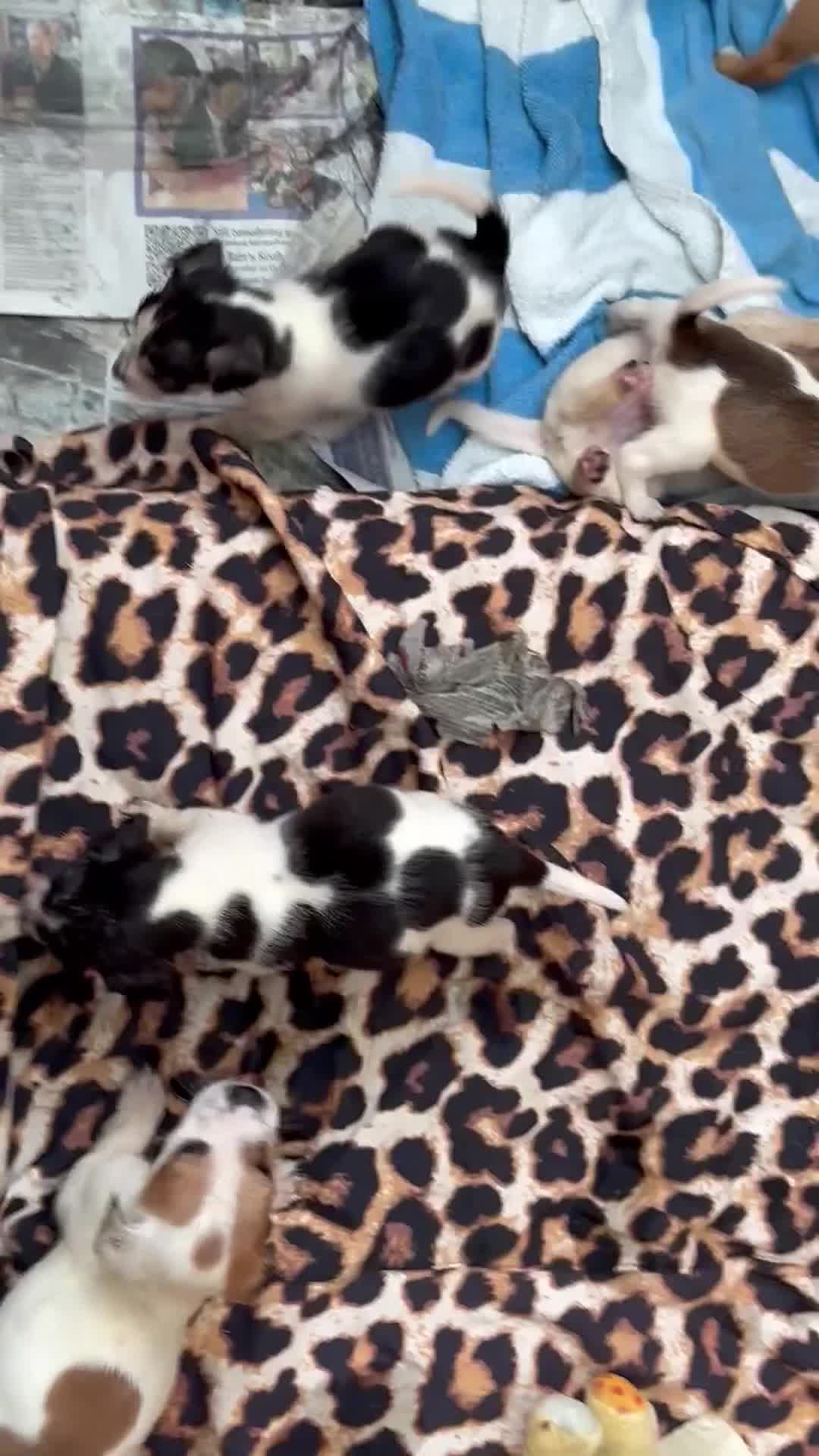 Mixed Breed dogs for sale: 9 stunning puppies for sale  - Video 1