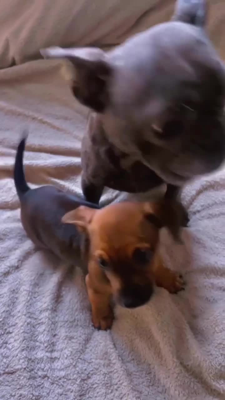 Mixed Breed dogs for sale: Frenchie/ dashund  - Video 1