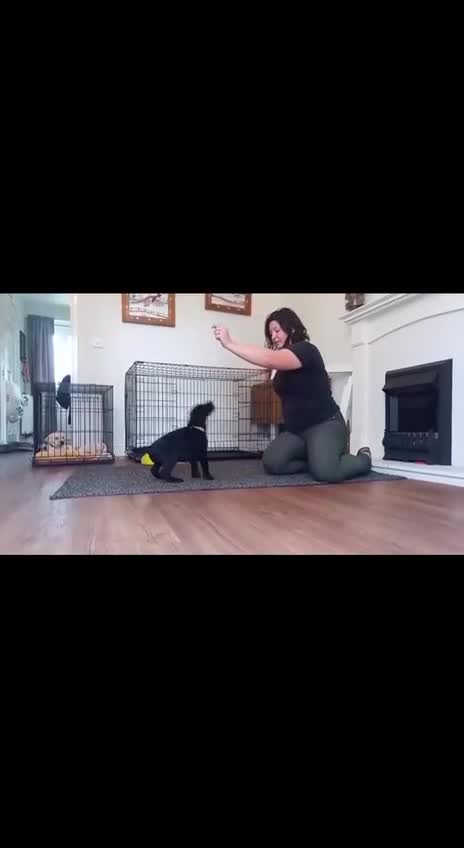 Labrador Retriever dogs for sale: Equal parts adventure and sofa buddies (Labradors) - Video 4