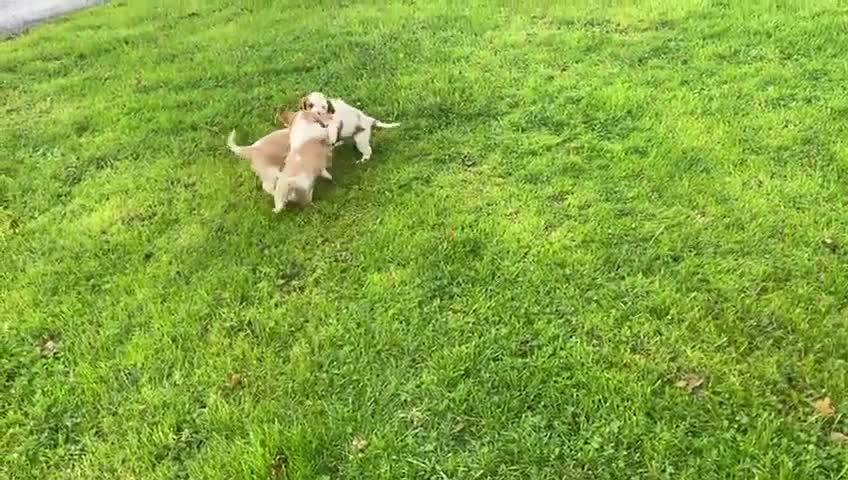 Cavalier King Charles Spaniel dogs for sale: Beautiful Cavalier King Charles KC Registered Pups - Video 3