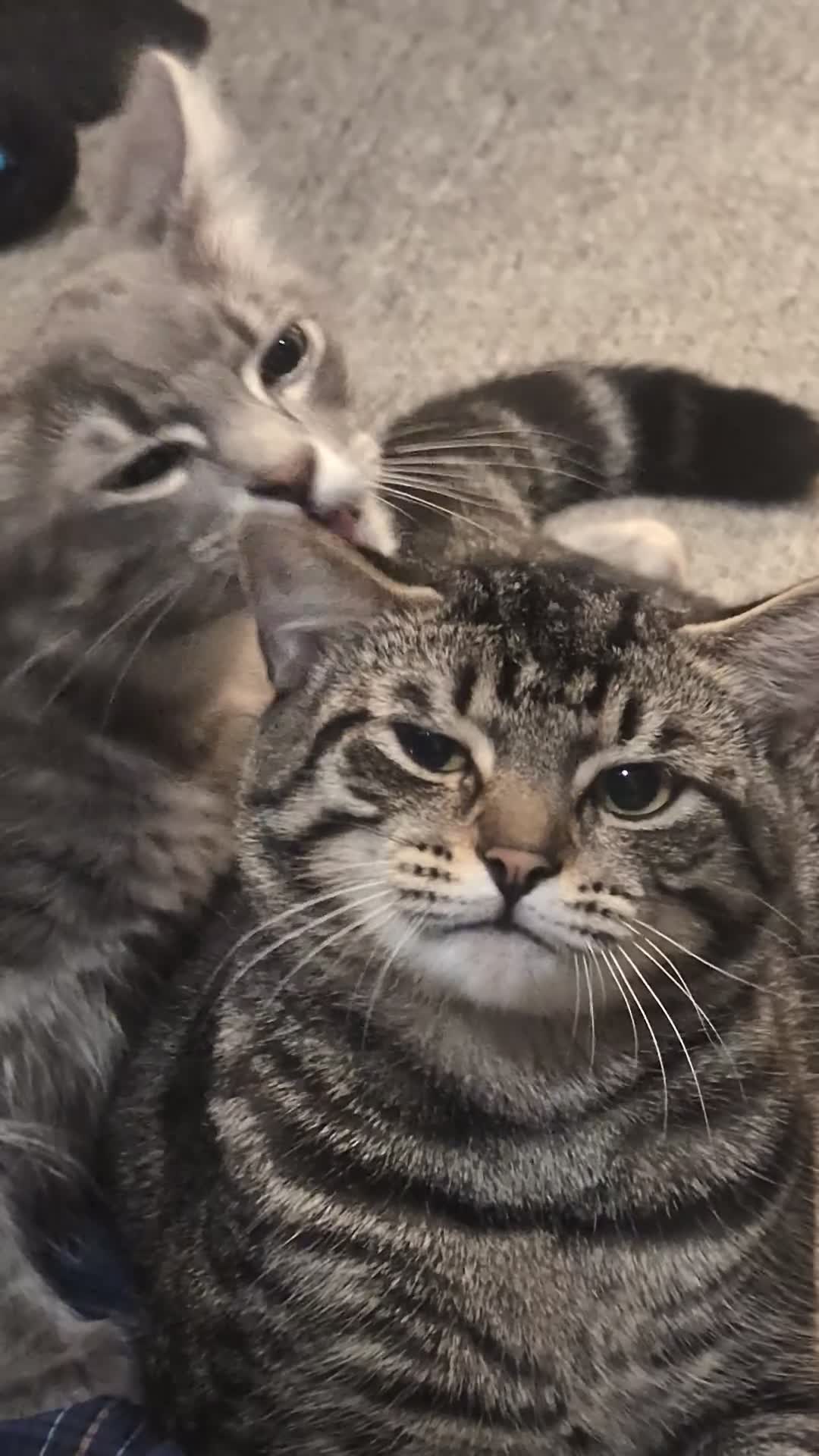 Mixed Breed cats for sale: Can you give my baby boys a good home? - Video 1